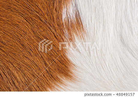brown and white real cow skin texture background brown and white real cow skin texture background 48849157