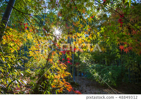 Autumn leaves fall image Autumn leaves fall image 48849312