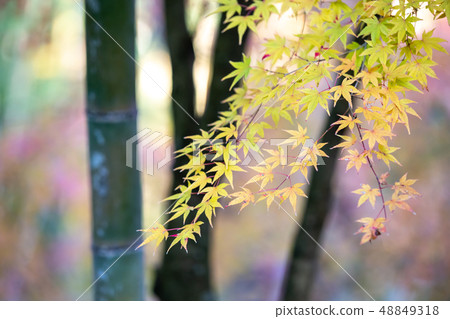 Autumn leaves fall image Autumn leaves fall image 48849318