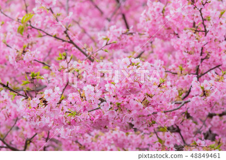 Kawazu Sakura Shizuoka Prefecture Kamo-gun Kawazu-cho Kawazu Sakura Festival 48849461
