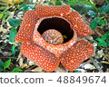 Rafflesia花 48849674