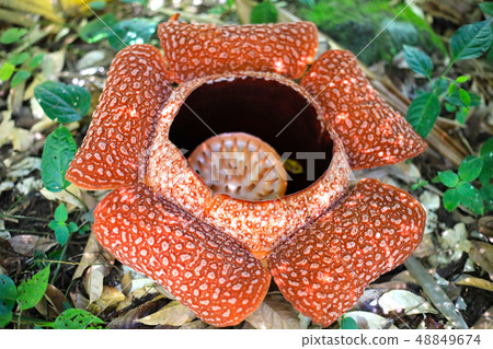 Rafflesia花 48849674