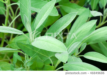 Fresh herb sage 48849686