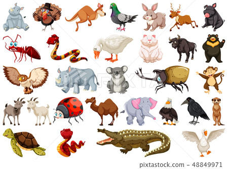 Set of animal character Set of animal character 48849971