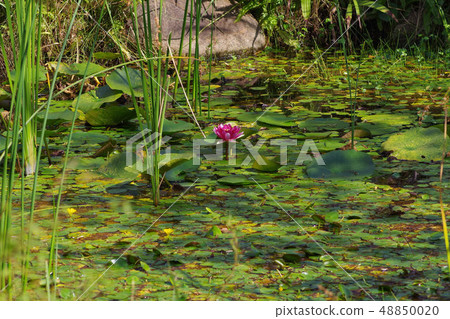 睡蓮 睡蓮 48850020