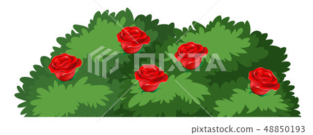 Isolated rose bush on white background 48850193