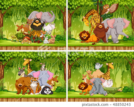 Set of wild animal in nature Set of wild animal in nature 48850243