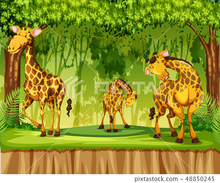 Giraffe in nature scene Giraffe in nature scene 48850245