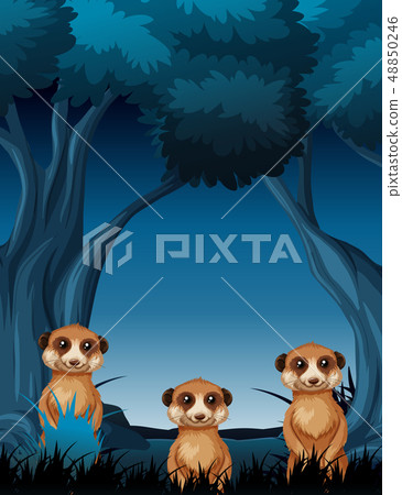 Meercat at night scene Meercat at night scene 48850246