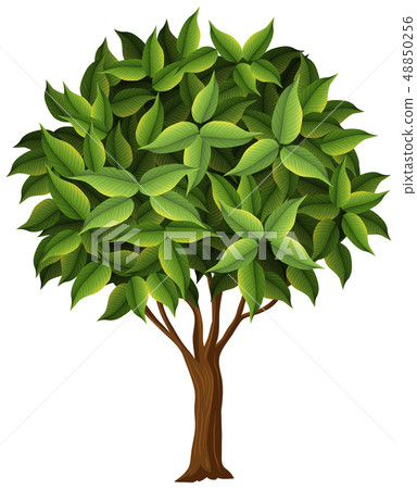 A nature tree on white background A nature tree on white background 48850256