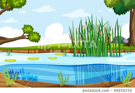A nature swamp landscape A nature swamp landscape 48850258