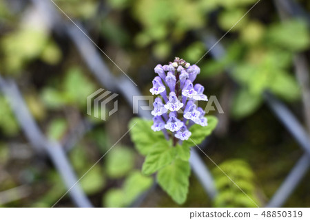 Amami Oshima Red-necked Scutellaria (quasi-endangered) Amami Oshima Red-necked Scutellaria (quasi-endangered) 48850319