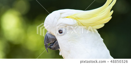 Yellow Crested Cockatoo 48850326