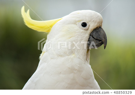 Yellow Crested Cockatoo 48850329