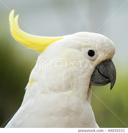Yellow Crested Cockatoo Yellow Crested Cockatoo 48850331