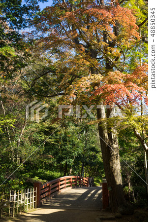 Autumn leaves of Yusuzen 48850345