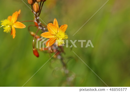 Bruvine Fulteskens (Hana Aloe) 48850377