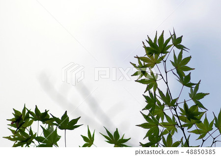 Momiji Blue 48850385