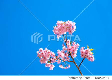Kawazu cherry tree 48850387