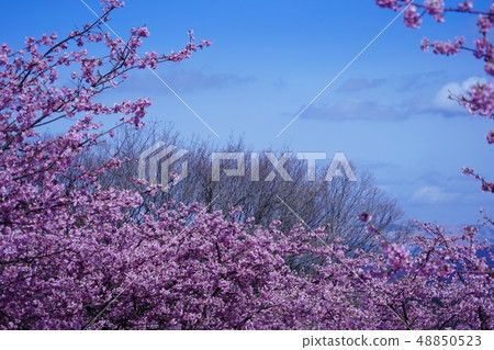 南阿蘇櫻花公園和阿蘇山盛開的景觀 48850523