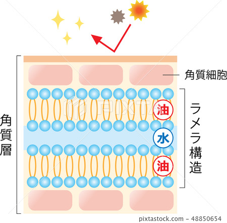 Cross section view of skin with lamellar structure 48850654