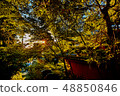 Sunbeams, Sunset / Kyoto 48850846