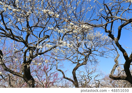 Urumakuen Mito no Ume Festival White plum blossoms and red plum blossoms 48851030