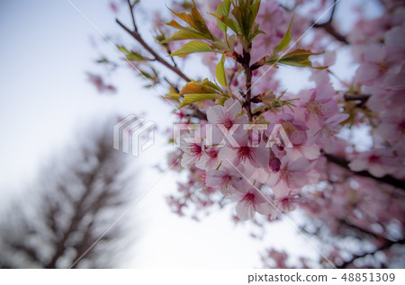 Kawazu cherry blossoms blooming softly at nightfall Background blur of b 48851309
