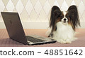 Papillon dog is lying near the laptop on bed 48851642