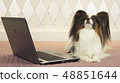 Papillon dog is lying near the laptop on bed 48851644