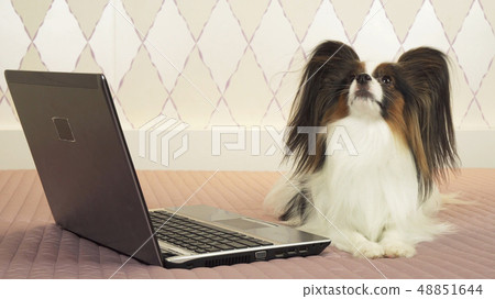 Papillon dog is lying near the laptop on bed Papillon dog is lying near the laptop on bed 48851644