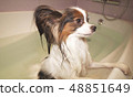 Wet Papillon dog stands in the bathroom 48851649