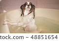 Wet Papillon dog stands in the bathroom 48851654