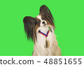 Beautiful dog Papillon with medal for first place on the neck on green background 48851655