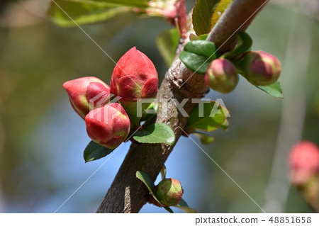 Bud of bloom Bud of bloom 48851658