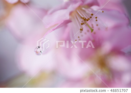 Cherry petals and water drops 48851707