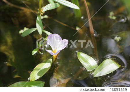 Mizuwort in the paddy field Mizuwort in the paddy field 48851859