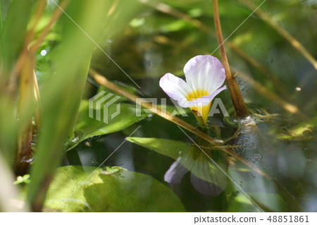 Mizuwort在稻田裡 48851861