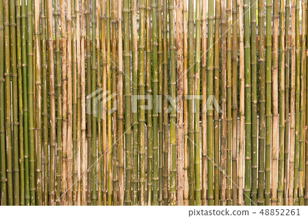 The background of the wall made of bamboo bamboo The background of the wall made of bamboo bamboo 48852261