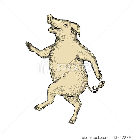 Jolly Pig Dancing Drawing Retro Color Jolly Pig Dancing Drawing Retro Color 48852289