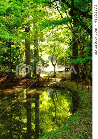 新鮮的綠色的Koiike 新鮮的綠色的Koiike 48853273