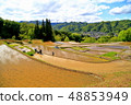 Rice planting of rice terraces of Shiomoto in Shinshu Shinmachi, Nagano Prefecture 48853949