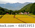 Terraced fields of blue demon in Hakuba village, Nagano prefecture 48853953