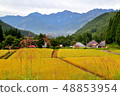 Terraced fields of blue demon in Hakuba village, Nagano prefecture 48853954