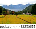 Terraced fields of blue demon in Hakuba village, Nagano prefecture 48853955