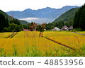 Terraced fields of blue demon in Hakuba village, Nagano prefecture 48853956