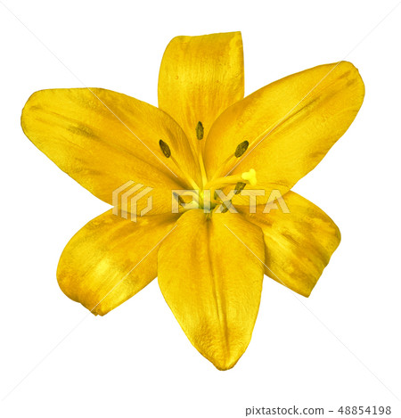 flower yellow lily isolated on white background flower yellow lily isolated on white background 48854198