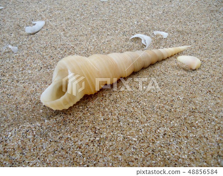 Gastropods Sea shell, wildlife of ocean Gastropods Sea shell, wildlife of ocean 48856584