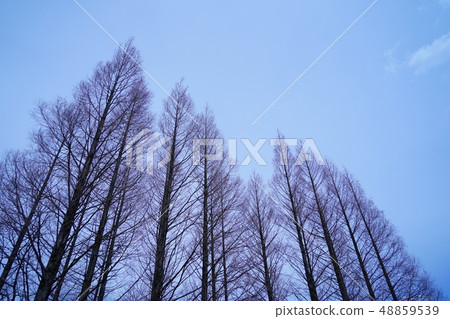 Winter tree-lined landscape of poplar that has been stretched high Winter tree-lined landscape of poplar that has been stretched high 48859539