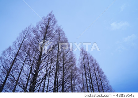 Winter tree-lined landscape of poplar that has been stretched high Winter tree-lined landscape of poplar that has been stretched high 48859542